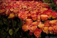 euroflora-2011-_028.jpg