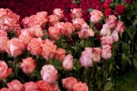 euroflora-2011-_032.jpg