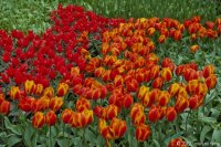 keukenhof-nl-01-april-2012.jpg