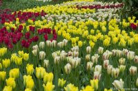 keukenhof-nl-04-april-2012.jpg