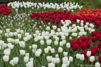 keukenhof-nl-06-april-2012.jpg