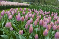 keukenhof-nl-08-april-2012.jpg