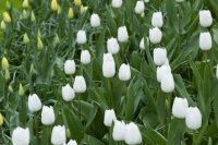 keukenhof-nl-09-april-2012.jpg