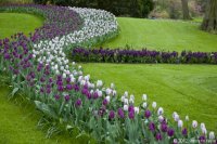 keukenhof-nl-10-april-2012.jpg