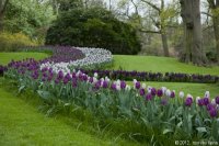 keukenhof-nl-11-april-2012.jpg