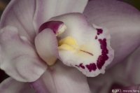 keukenhof-nl-116-april-2012.jpg