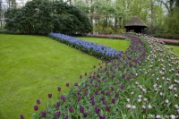 keukenhof-nl-12-april-2012.jpg