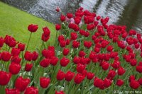 keukenhof-nl-15-april-2012.jpg