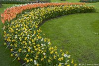 keukenhof-nl-16-april-2012.jpg