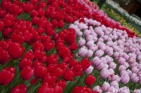 keukenhof-nl-17-april-2012.jpg