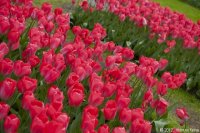 keukenhof-nl-19-april-2012.jpg