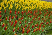 keukenhof-nl-21-april-2012.jpg