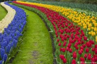 keukenhof-nl-22-april-2012.jpg