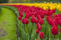 keukenhof-nl-23-april-2012.jpg