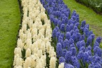 keukenhof-nl-24-april-2012.jpg