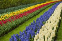 keukenhof-nl-25-april-2012.jpg