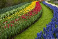 keukenhof-nl-26-april-2012.jpg