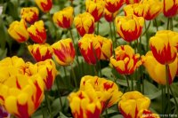 keukenhof-nl-28-april-2012.jpg