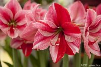 keukenhof-nl-29-april-2012.jpg