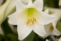 keukenhof-nl-50-april-2012.jpg