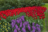 keukenhof-nl-51-april-2012.jpg