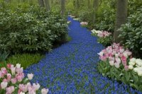 keukenhof-nl-52-april-2012.jpg