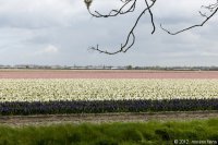 keukenhof-nl-53-april-2012.jpg