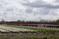 keukenhof-nl-54-april-2012.jpg