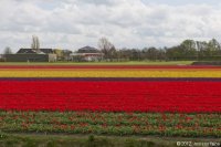 keukenhof-nl-55-april-2012.jpg