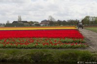 keukenhof-nl-56-april-2012.jpg