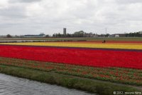 keukenhof-nl-57-april-2012.jpg