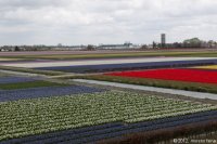 keukenhof-nl-58-april-2012.jpg