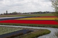 keukenhof-nl-59-april-2012.jpg