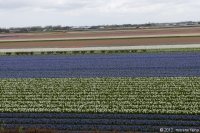 keukenhof-nl-60-april-2012.jpg