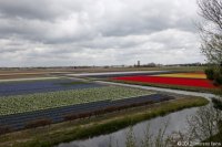 keukenhof-nl-61-april-2012.jpg