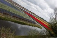 keukenhof-nl-62-april-2012.jpg