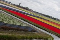 keukenhof-nl-63-april-2012.jpg