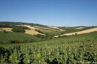 todi-ballons-festival-2012-237.jpg