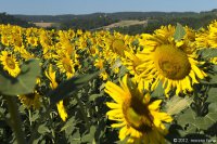 todi-ballons-festival-2012-266.jpg